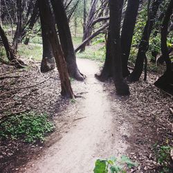 Trees growing in forest