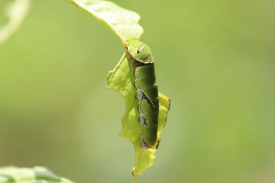 Close-up of insect on plant