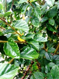 Close-up of green leaves on plant