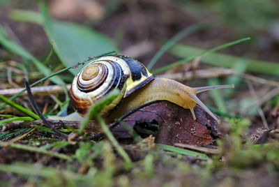 Close-up of snail on rock