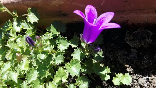 Close-up of purple flowers blooming outdoors