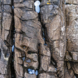 Full frame shot of tree trunk