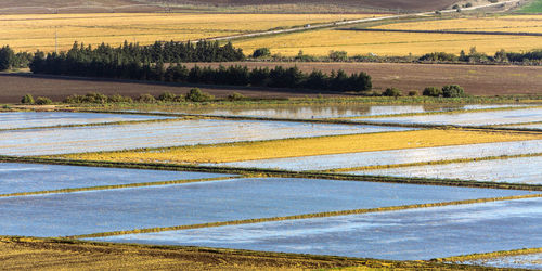 Scenic view of agricultural field