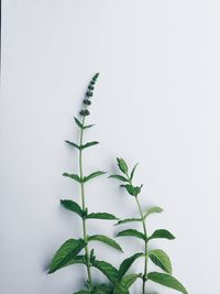 Close-up of fresh green plant against white background