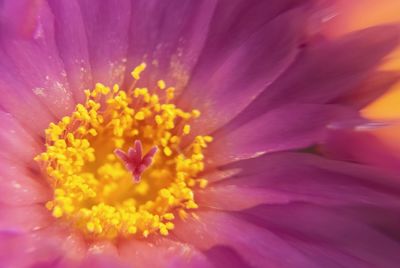 Close-up of pink flower blooming outdoors