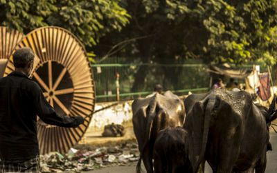 Rear view of cattle herder walking on road with cows