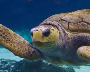 Close-up of turtle swimming in sea