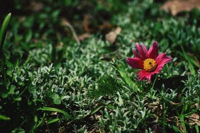 Close-up of pink flowering plants