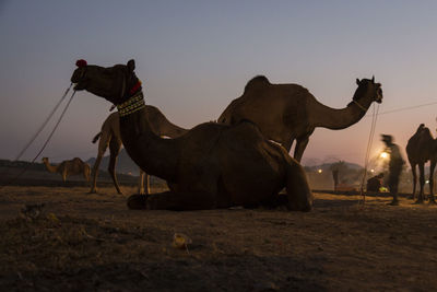 Camels on field against sky during sunrise