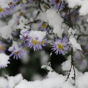 Close-up of snow on plant