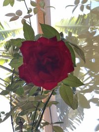 Low angle view of red rose on plant