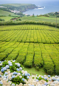 Tea plantation by porto formoso town in azores, portugal. scenic view of tea plants and hydrangea 