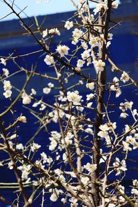 Low angle view of white flowering tree against sky