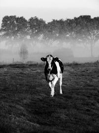 Dog standing on grassy field