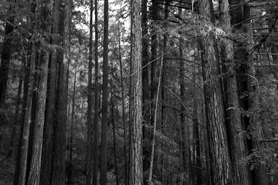 Full frame shot of trees in forest