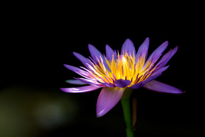 Close-up of cosmos flower against black background