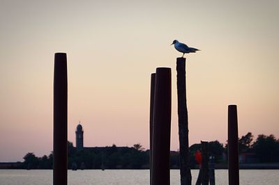 Seagulls perching on wooden post in sea