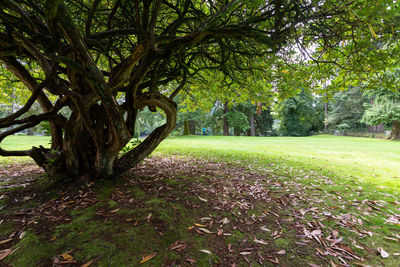 Trees in park