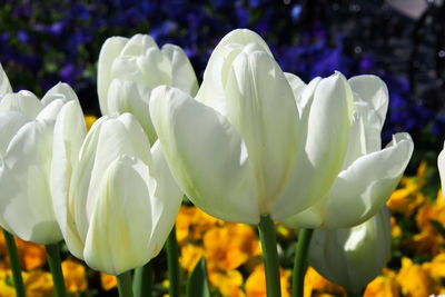 Close-up of flowers blooming outdoors