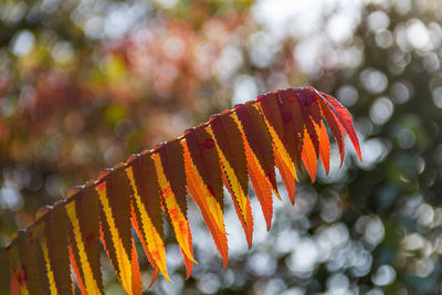 Close-up of fresh leaf on tree