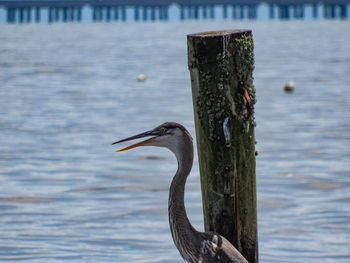 Close-up of gray heron perching on wooden post in lake