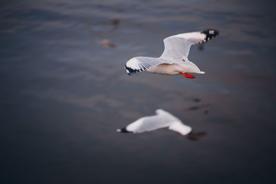 Seagull flying over a lake