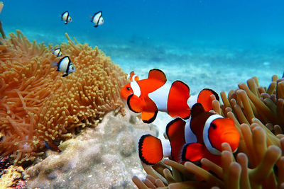 Fish swimming in sea