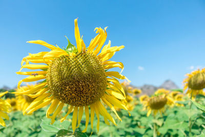 Close-up of sunflower on field against sky