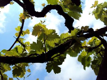 Low angle view of leaves against sky