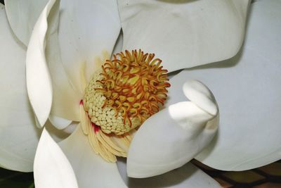 Close-up of magnolia on white flower