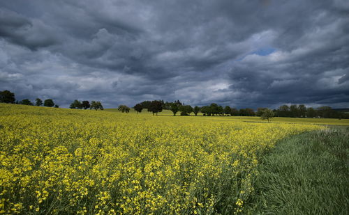 Scenic view of oilseed rape field against cloudy sky