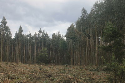 Trees in forest against sky