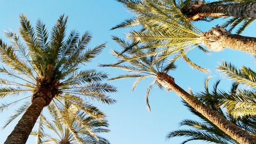 Low angle view of palm tree against clear sky