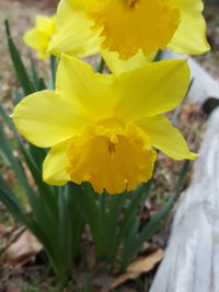 Close-up of yellow flowers blooming outdoors
