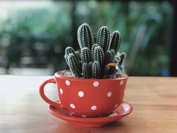 Close-up of succulent plant on table