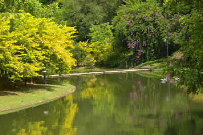 Scenic view of lake in forest