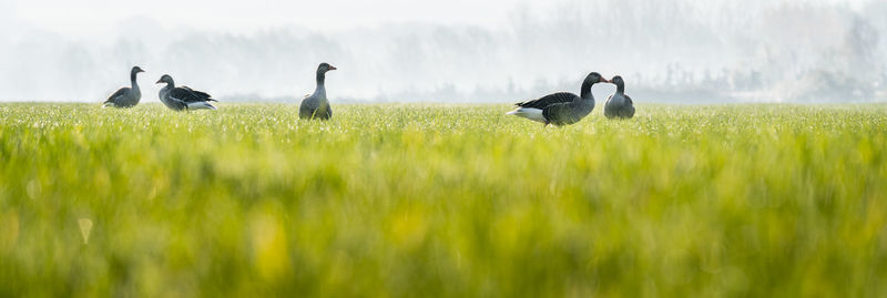 View of birds on grassy field