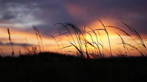 Close-up of silhouette stalks in field against sunset sky