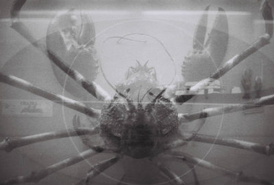 Close-up of insect