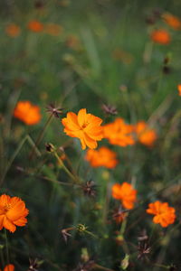 Close-up of orange cosmos flower