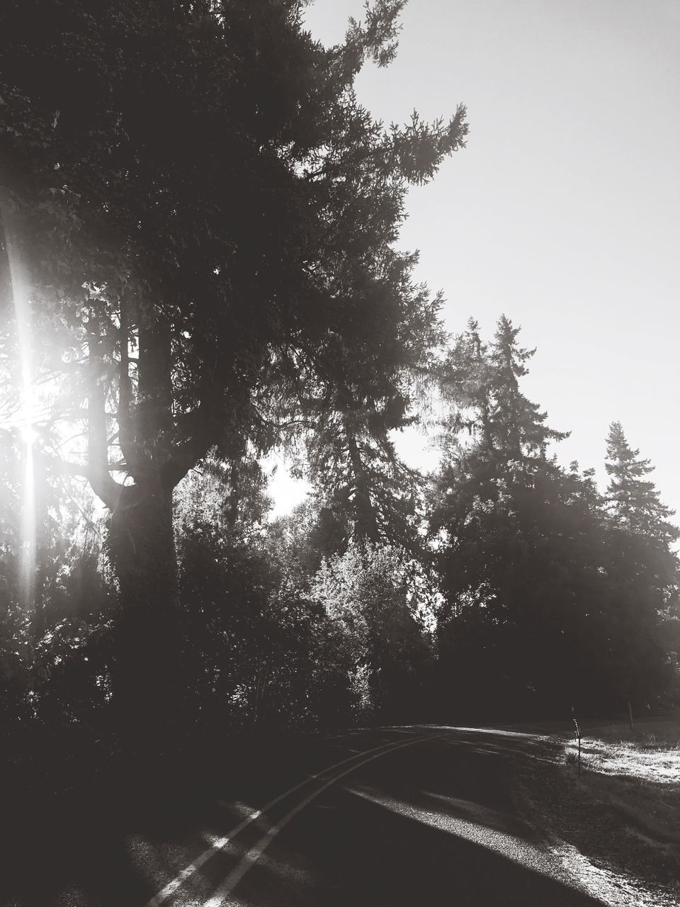 TREES BY ROAD IN FOREST AGAINST SKY