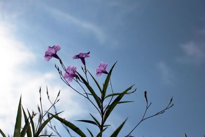 Low angle view of pink flowers against blue sky