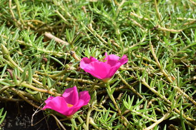 Close-up of pink flower on field