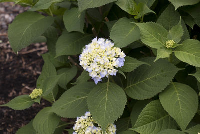 Close-up of fresh white flowers blooming on plant