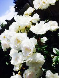 Close-up of white flowers