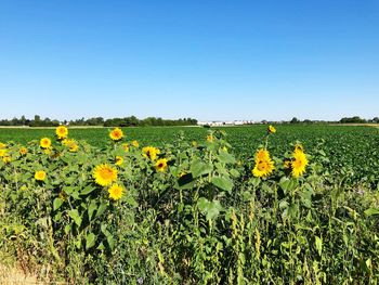 Scenic view of sunflower field against clear sky