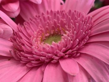 Close-up of pink flower