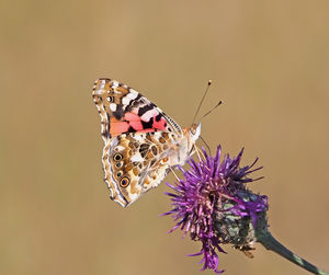 Close-up of butterfly pollinating on purple flower