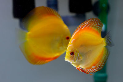 Close-up of yellow fish in tank