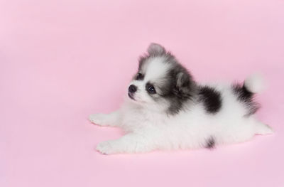 Portrait of a dog over pink background